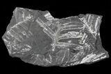 Wide Fossil Seed Fern Plate - Pennsylvania #73150-1